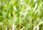 Photo of alfalfa sprouts.