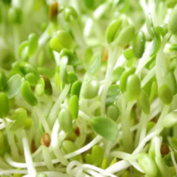 Photo of alfalfa sprouts.